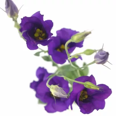 Jícnovka E COLORADO PURPLE 70cm / 4 +