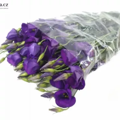 Jícnovka E COLORADO PURPLE 70cm / 4 +