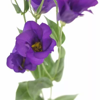 Jícnovka E COLORADO PURPLE 70cm / 4 +