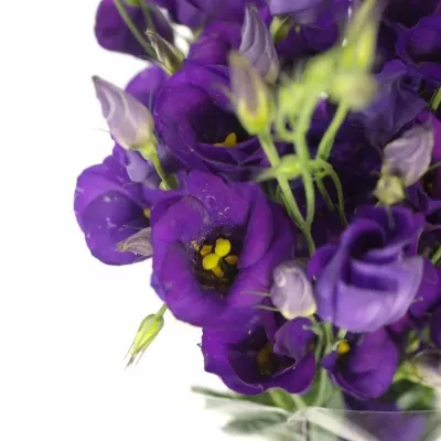 Jícnovka E COLORADO PURPLE 70cm / 4 +