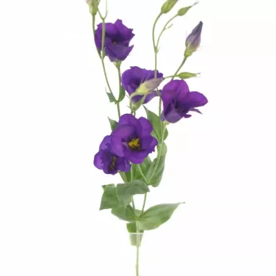 Jícnovka E COLORADO PURPLE 70cm / 4 +