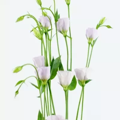 Jícnovka E FIORETTI BLUE RIM 75cm/6+