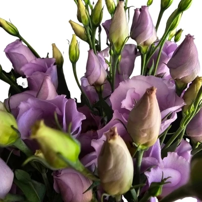 EUSTOMA E PICCO LAVENDER 70cm/5+