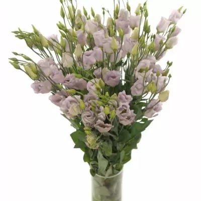 Jícnovka E PICOLLO MILKA 75cm/5+