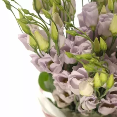 Jícnovka E PICOLLO MILKA 75cm/5+