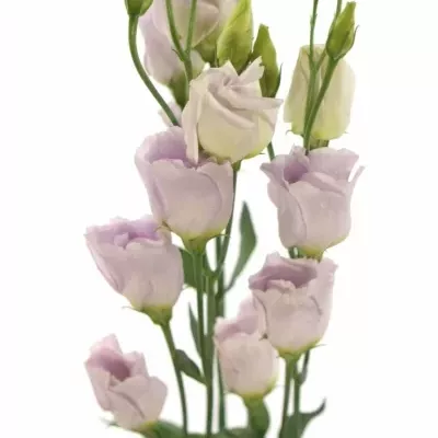 Jícnovka E PICCOLO MILKA 75cm/5+