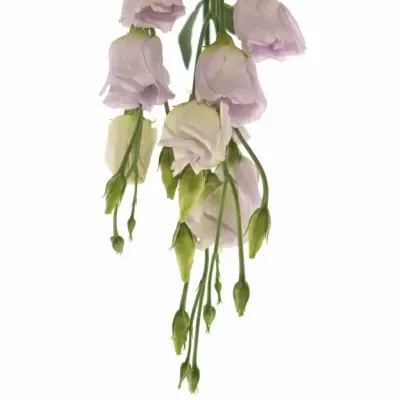 Jícnovka E PICOLLO MILKA 75cm/5+