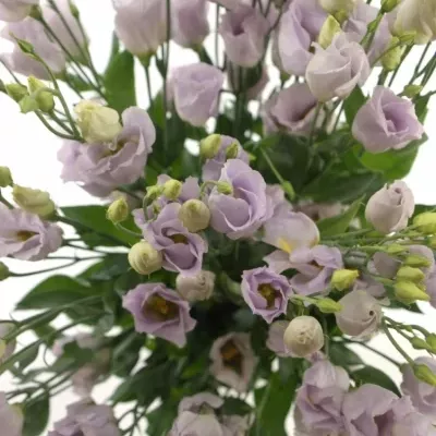 Jícnovka E PICOLLO MILKA 75cm/5+