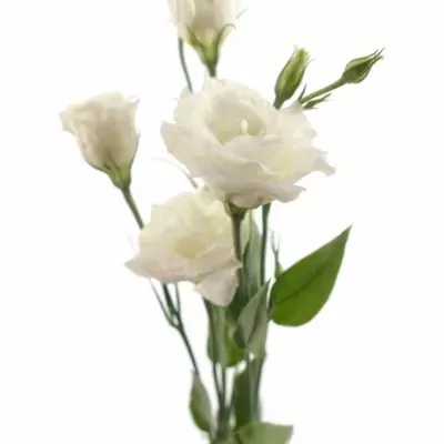 EUSTOMA EXCALIBER PURE WHITE