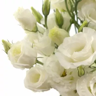 EUSTOMA EXCALIBER PURE WHITE