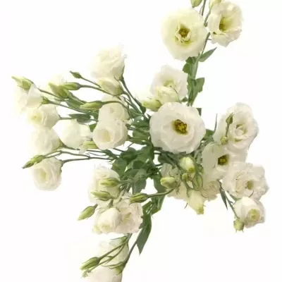 EUSTOMA EXCALIBER PURE WHITE
