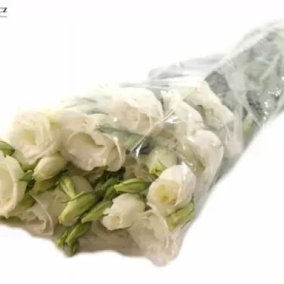 EUSTOMA EXCALIBER PURE WHITE