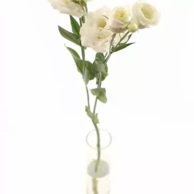 EUSTOMA EXCALIBER PURE WHITE