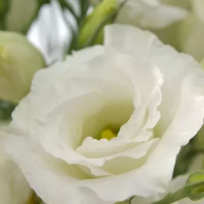 EUSTOMA EXCALIBER PURE WHITE