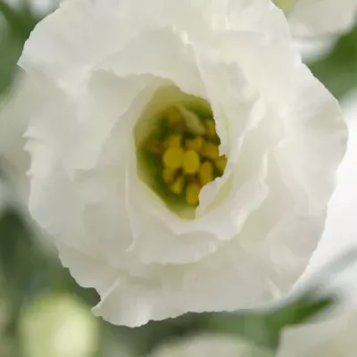 EUSTOMA EXCALIBER PURE WHITE