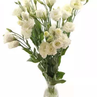 EUSTOMA EXCALIBER PURE WHITE