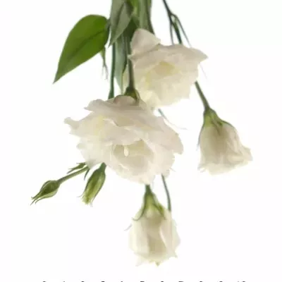 EUSTOMA EXCALIBER PURE WHITE