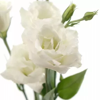 EUSTOMA EXCALIBER PURE WHITE