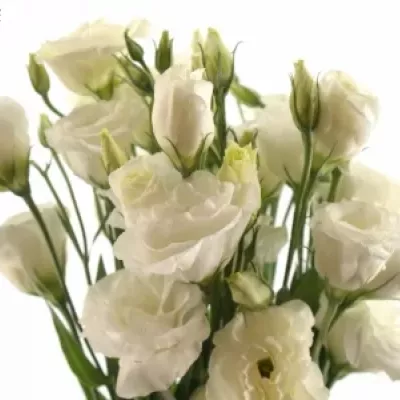 EUSTOMA EXCALIBER PURE WHITE