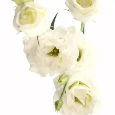 EUSTOMA EXCALIBER PURE WHITE