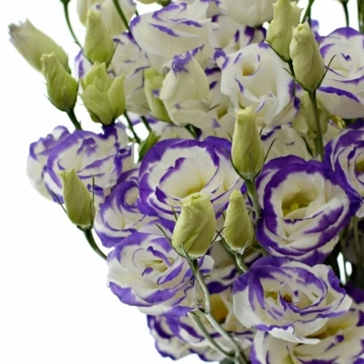 EUSTOMA EXCALIBUR BLUE PICOTEE