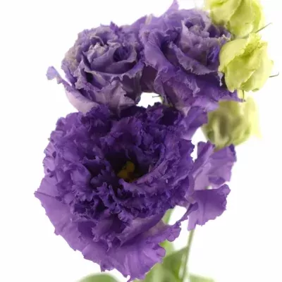 Eustoma G ALISSA BLUE