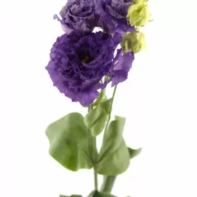 Eustoma G ALISSA BLUE