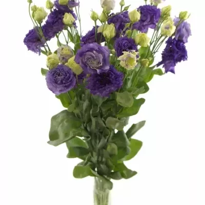 Eustoma G ALISSA BLUE