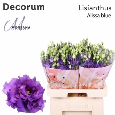 Eustoma G ALISSA BLUE