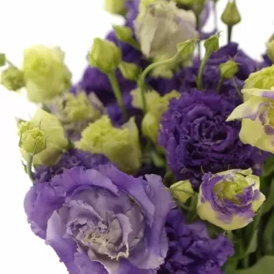 Eustoma G ALISSA BLUE