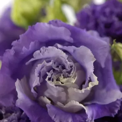 Eustoma G ALISSA BLUE