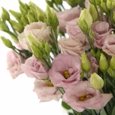 EUSTOMA G ARENA PINK