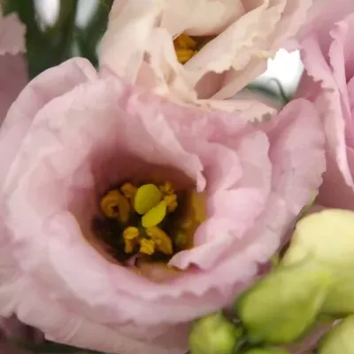 EUSTOMA G ARENA PINK
