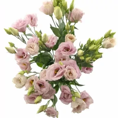 EUSTOMA G ARENA PINK