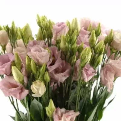 EUSTOMA G ARENA PINK