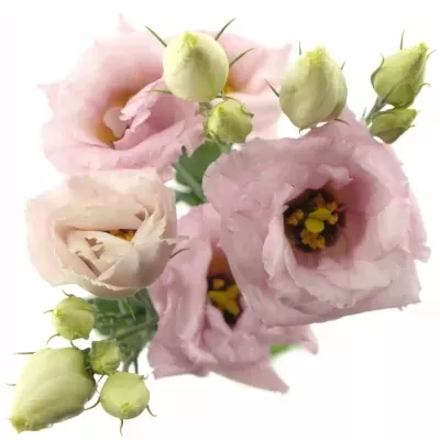 EUSTOMA G ARENA PINK