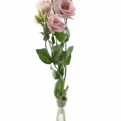 EUSTOMA G ARENA PINK