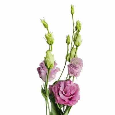 EUSTOMA G CELEB GRAPE 70cm/5+
