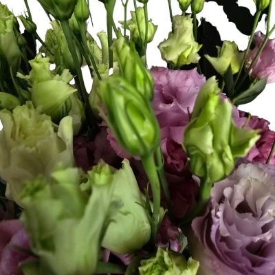 EUSTOMA G CELEB GRAPE 70cm/5+