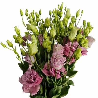 EUSTOMA G CELEB GRAPE 70cm/5+