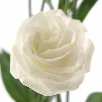 Jícnovka G CESSNA WHITE 60cm/4+