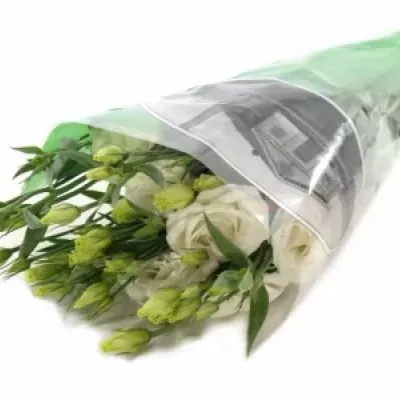 EUSTOMA G CESSNA WHITE