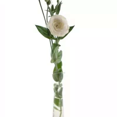 EUSTOMA G CESSNA WHITE