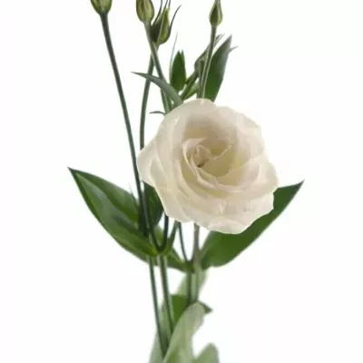 EUSTOMA G CESSNA WHITE