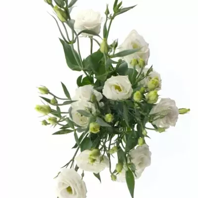 EUSTOMA G CESSNA WHITE