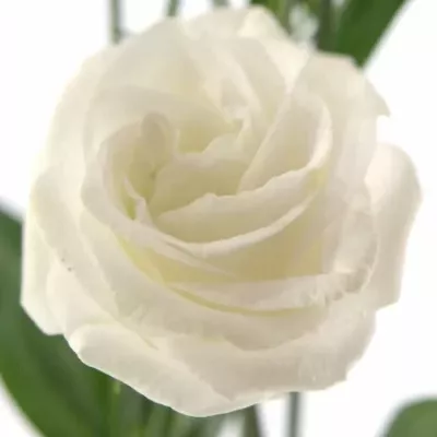 EUSTOMA G CESSNA WHITE