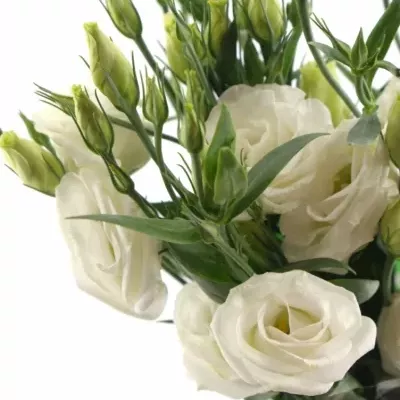 EUSTOMA G CESSNA WHITE