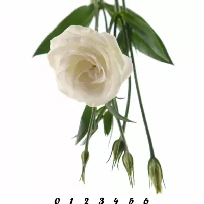 EUSTOMA G CESSNA WHITE