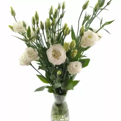 EUSTOMA G CESSNA WHITE