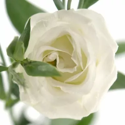 EUSTOMA G CESSNA WHITE